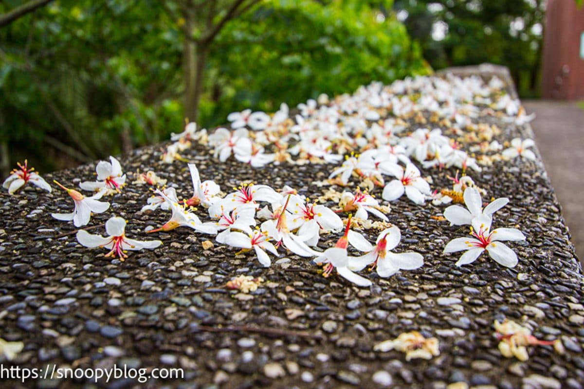 3000棵樹「台版櫻花雨」！網美客庄３大桐花夯點，「螢火蟲銀河」路邊就能拍