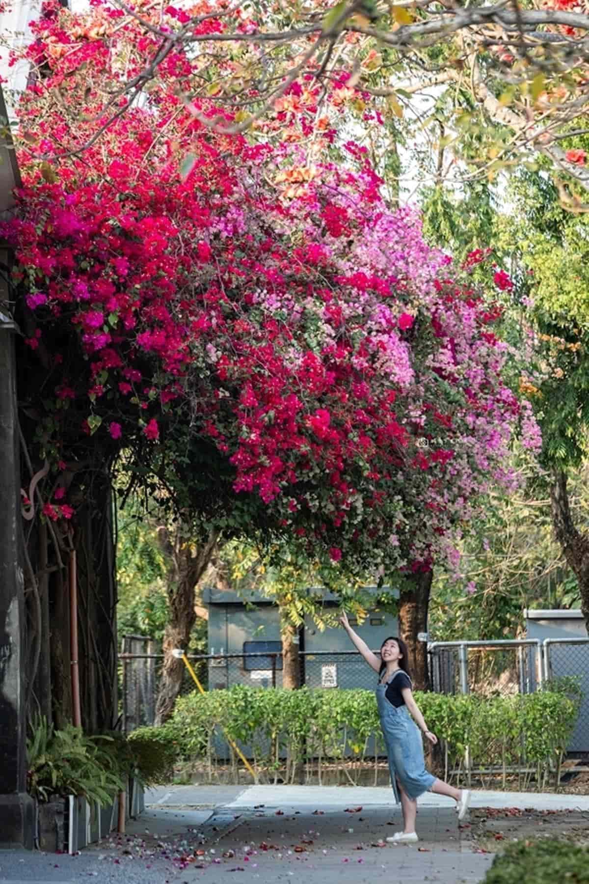 ４月底前快朝聖！６處春天必追花海：５米高「九重葛花牆」、近千坪金盞花田