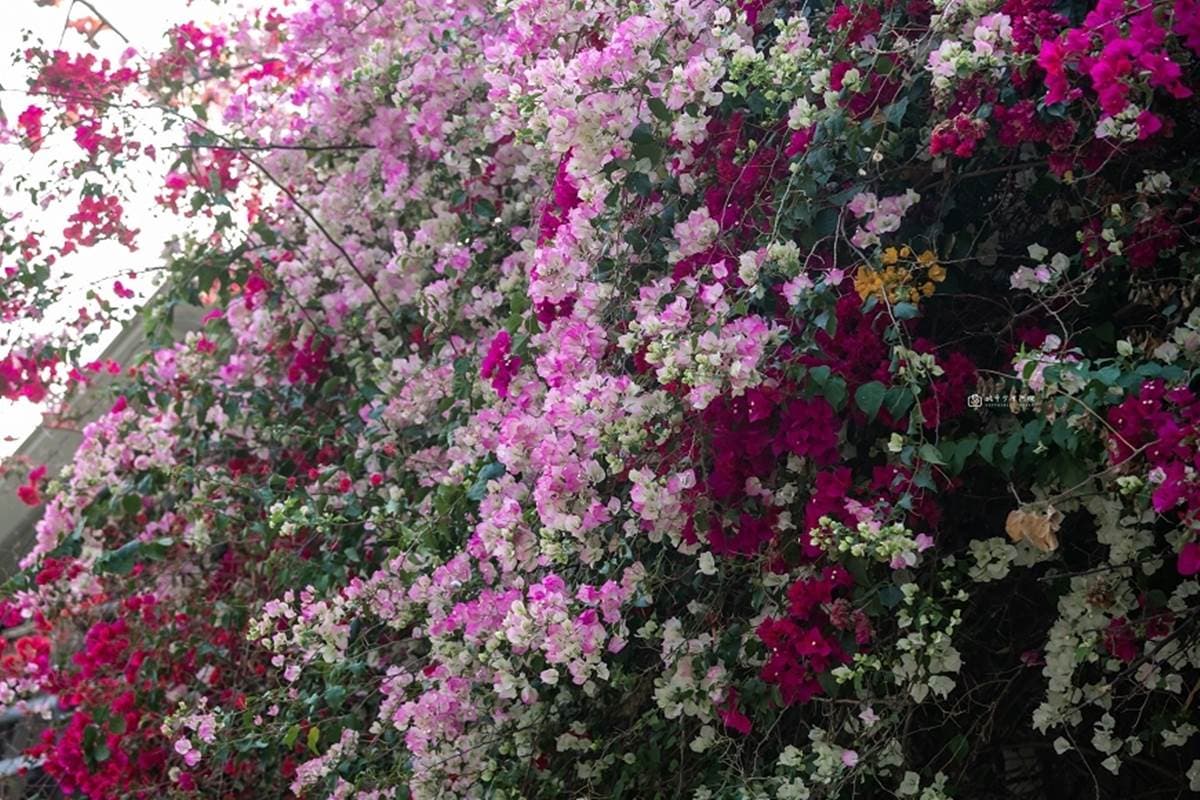 ４月底前快朝聖！６處春天必追花海：５米高「九重葛花牆」、近千坪金盞花田