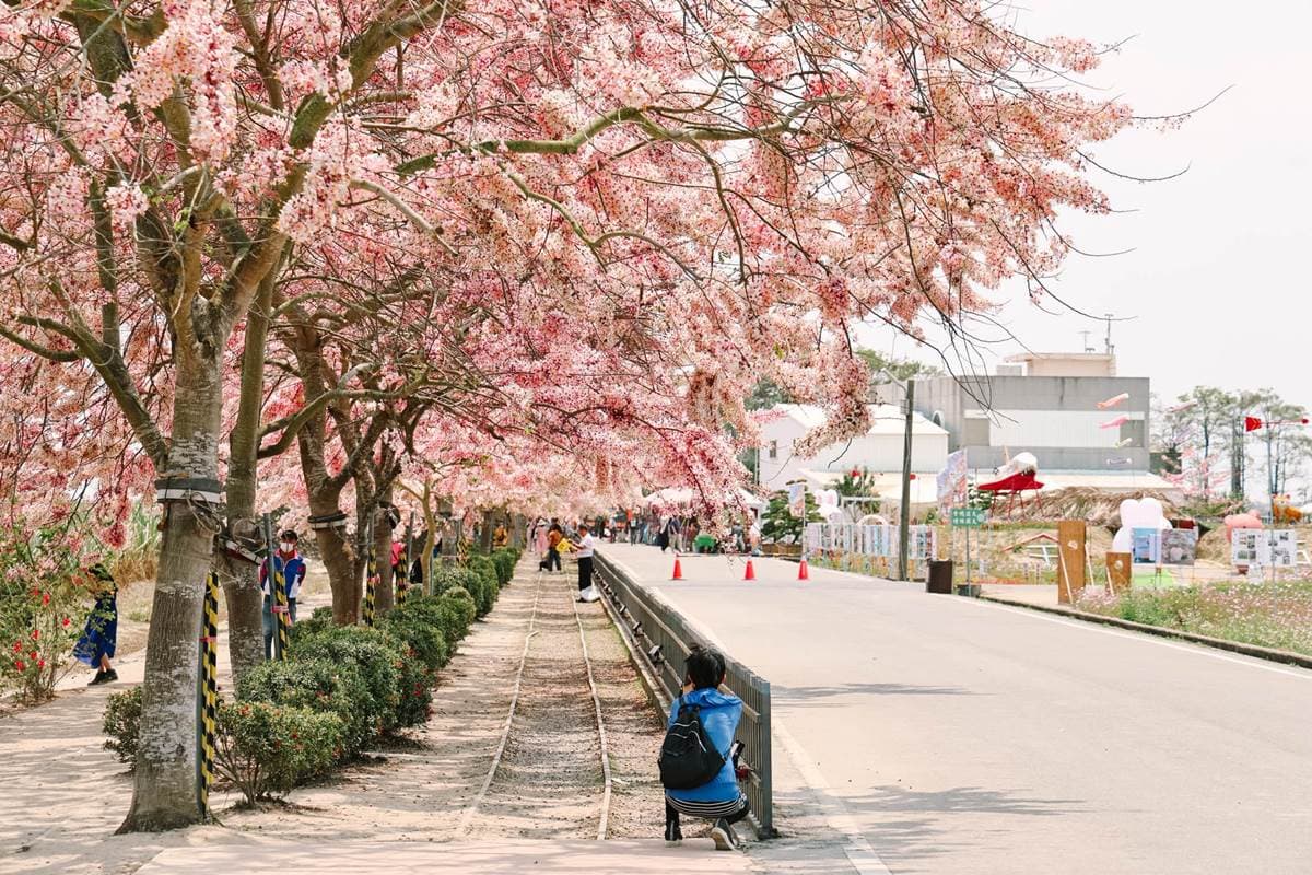 ４月底前快朝聖！６處春天必追花海：５米高「九重葛花牆」、近千坪金盞花田