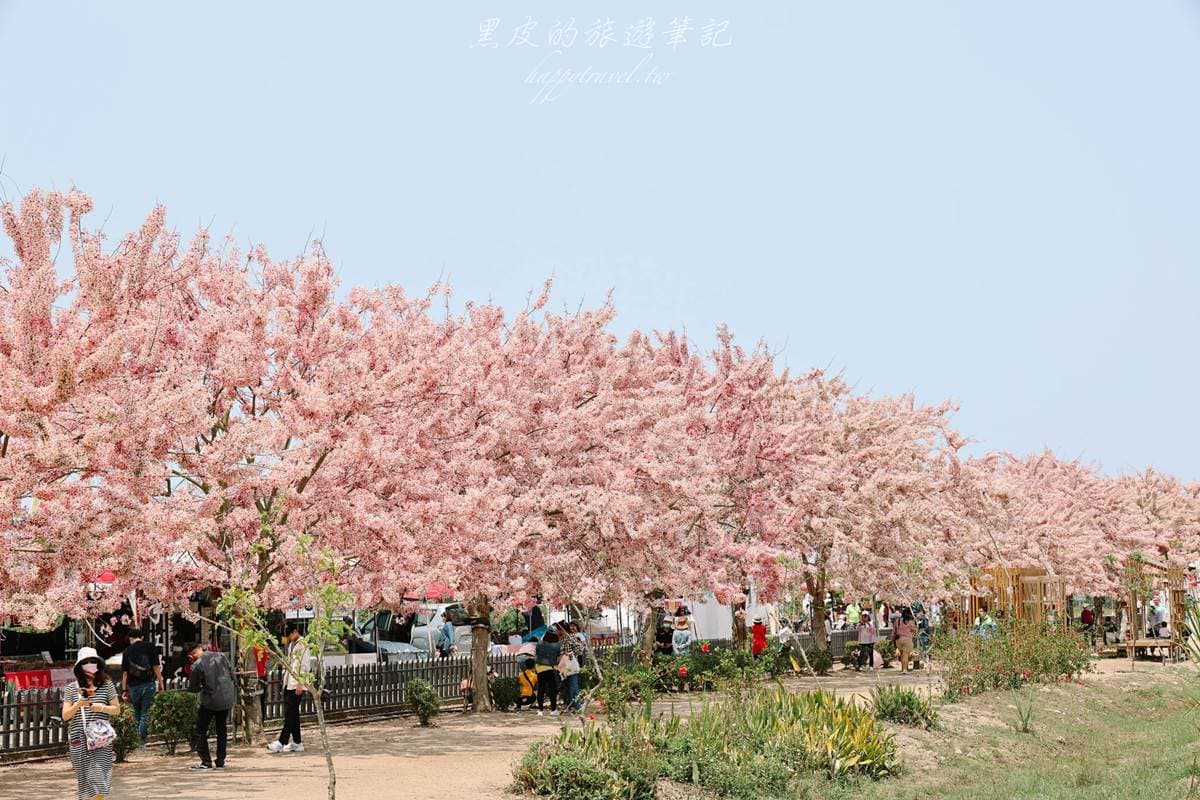 ４月底前快朝聖！６處春天必追花海：５米高「九重葛花牆」、近千坪金盞花田