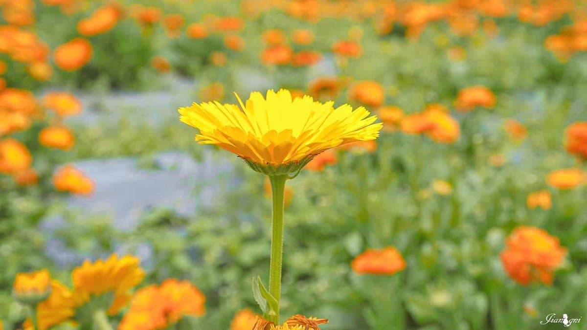 鮮豔飽和的金盞花，花開時像１盞黃金燦爛的陽光。（圖片來源：蔣妮の冰斗人生）