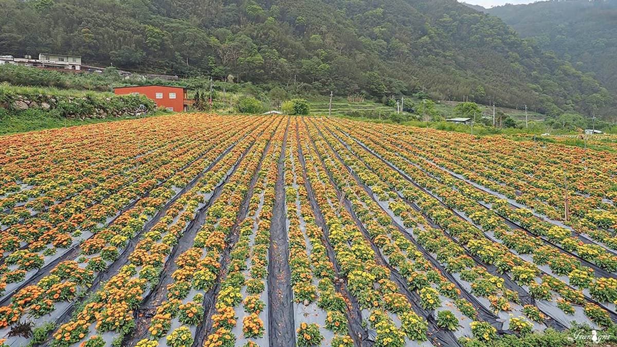 「那羅灣休閒農業區」藏身在那羅部落，距離內灣老街僅20分鐘車程。（圖片來源：蔣妮の冰斗人生）