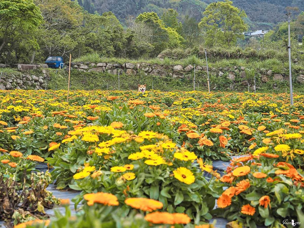 ４月底前快朝聖！６處春天必追花海：５米高「九重葛花牆」、近千坪金盞花田
