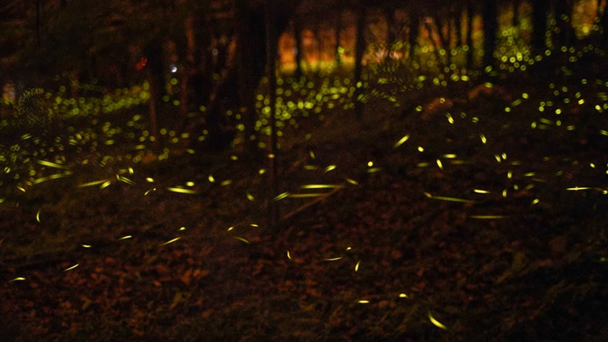 飛舞的螢火蟲是達卡努瓦賞螢步道的一大特色。（圖片來源：跟著尼力吃喝玩樂）