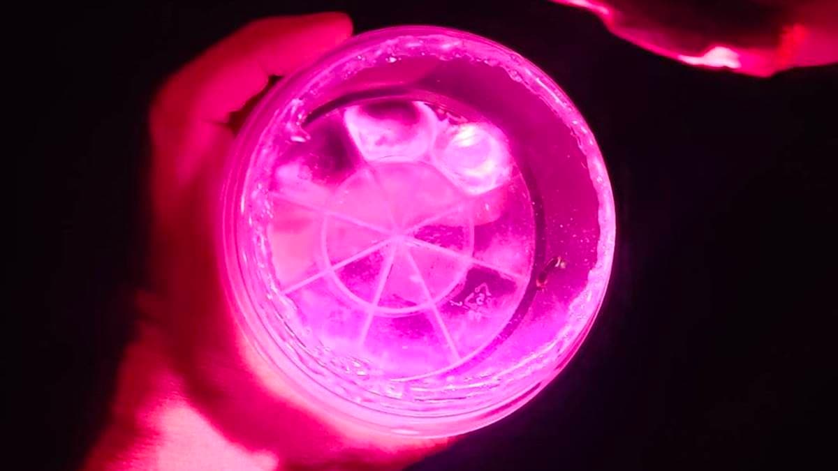 馬太鞍濕地可近距離與螢火蟲親密接觸，身旁突然冒出一點綠光可能就是螢火蟲。（圖片來源：快樂的過每一天）