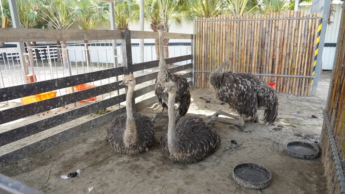「非洲鴕鳥區」是無法入內的，要小心別太接近鴕鳥們，牠們可是會啄人的哦！（圖片來源：勞鼠探世界）