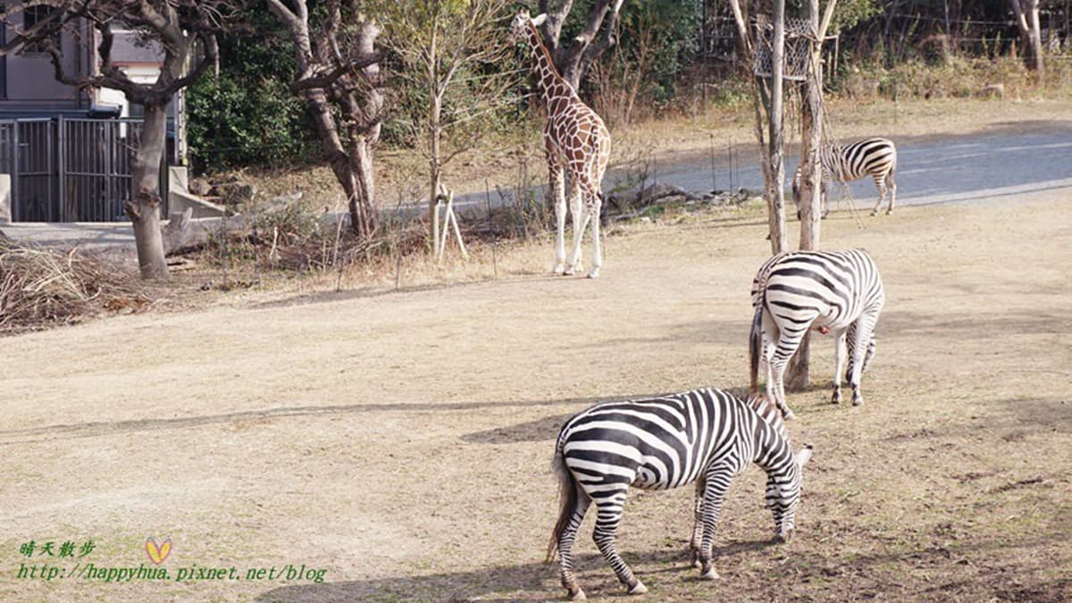 動物園裡從草原動物到凶猛動物都有。（圖片來源：晴天散步）