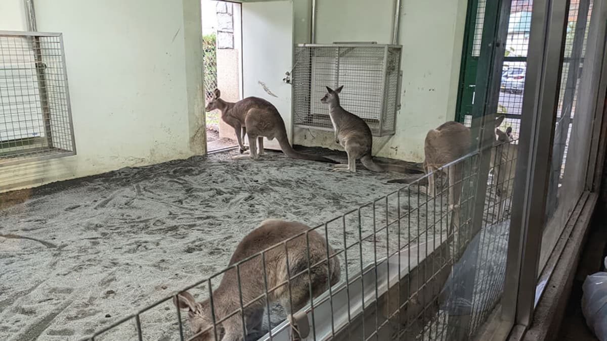 到札幌的「圓山動物園」，可以看到數千隻可愛的小動物。（圖片來源：老皮嫩肉的流水帳生活）