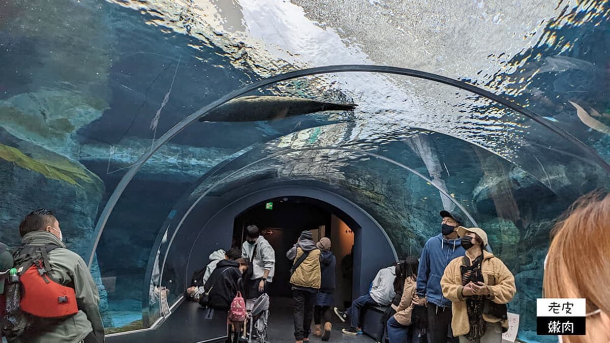 海豹會從海底隧道上方經過。（圖片來源：老皮嫩肉的流水帳生活）
