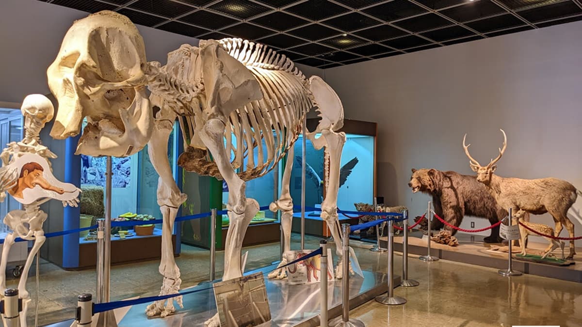 動物科學館裡面展示著動物標本。（圖片來源：老皮嫩肉的流水帳生活）
