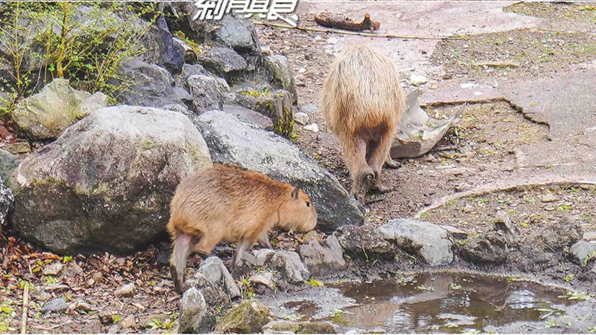 水豚君那呆萌的模樣真的很可愛。（圖片來源：剎有其食）