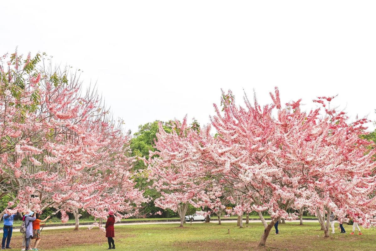 母親節帶媽媽去賞花!滿開「粉色花旗木」藏南投大學,浪漫粉紅雨錯過等明年 母親節帶媽媽去賞花!滿開「粉色花旗木」藏南投大學,浪漫粉紅雨錯過等明年