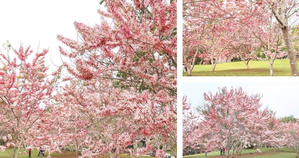 母親節帶媽媽去賞花!滿開「粉色花旗木」藏南投大學,浪漫粉紅雨錯過等明年 母親節帶媽媽去賞花!滿開「粉色花旗木」藏南投大學,浪漫粉紅雨錯過等明年