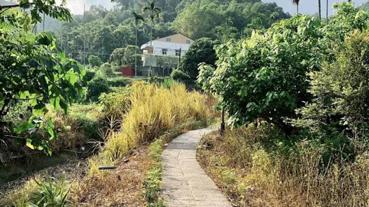 從茄苳樹公停車場走到茄苳神木，路上景色十分優美。（圖片來源：Blanca C）