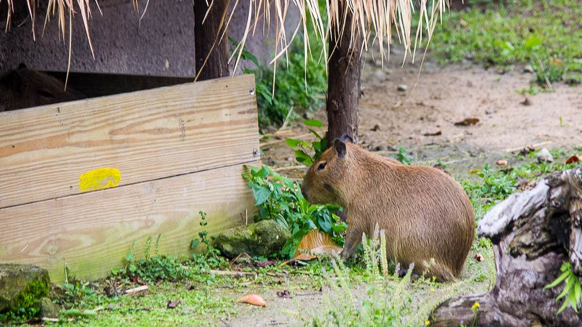動物園裡的水豚活一直跑來跑去，活力十足。（圖片來源：史努比遊樂園）