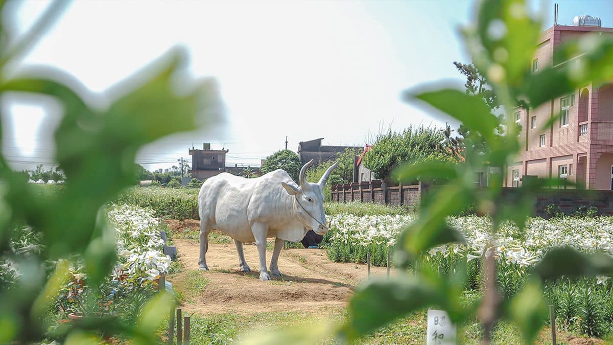 百合花圃裡還有１隻栩栩如生的牛牛裝置藝術。（圖片來源：蔣妮の冰斗人生）
