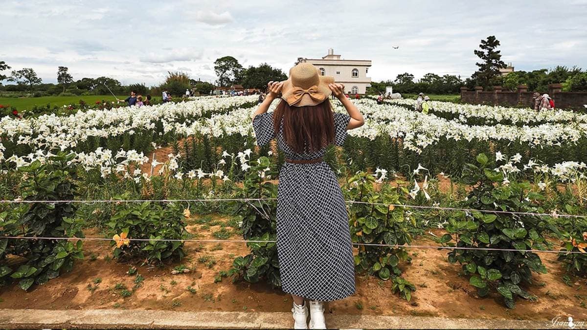 入園只要50元銅板價，就能在純白花海中美拍！（圖片來源：蔣妮の冰斗人生）