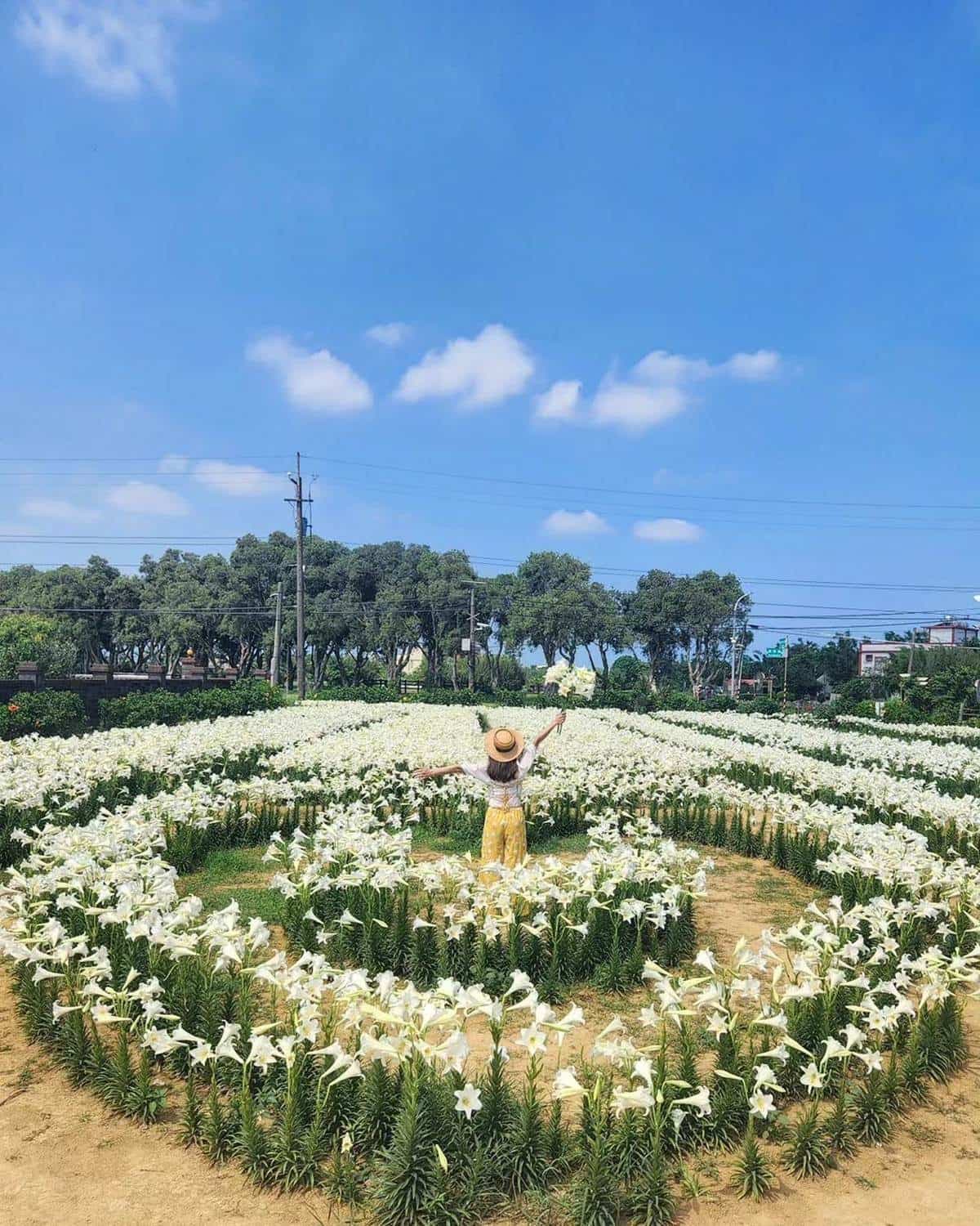 50元拍到飽!衝桃園搶拍2萬株「鐵砲百合花」,錯過等明年、母親節快來賞花 50元拍到飽!衝桃園搶拍2萬株「鐵砲百合花」,錯過等明年、母親節快來賞花