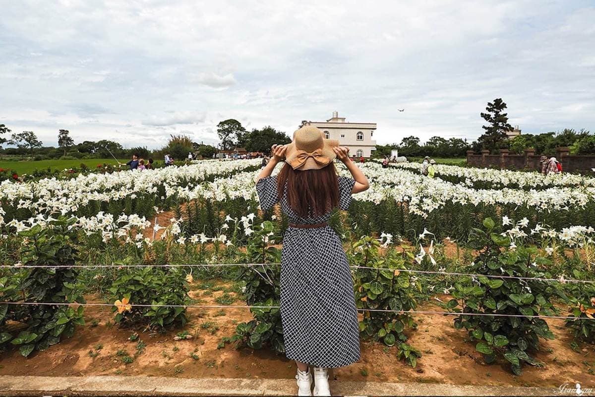 50元拍到飽!衝桃園搶拍2萬株「鐵砲百合花」,錯過等明年、母親節快來賞花 50元拍到飽!衝桃園搶拍2萬株「鐵砲百合花」,錯過等明年、母親節快來賞花