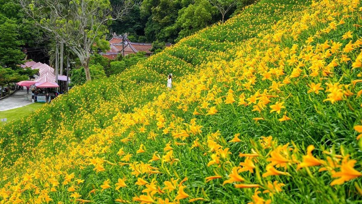 ３萬朵金針花開在平緩山坡上，預估母親節至５月底最美。（圖片來源：IG@beckhamhong66）
