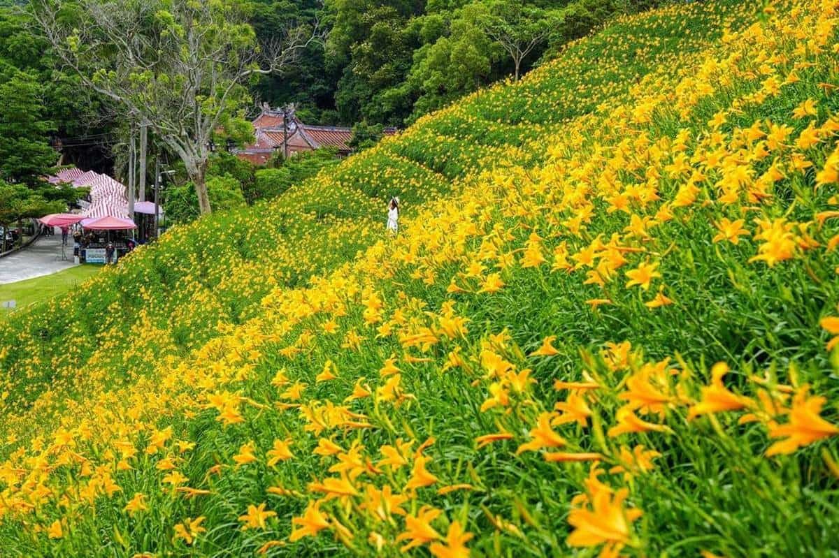 最美「金黃山坡」在這!3萬朵金針花海免費拍,順逛小農市集、5月底前快衝 最美「金黃山坡」在這!3萬朵金針花海免費拍,順逛小農市集、5月底前快衝