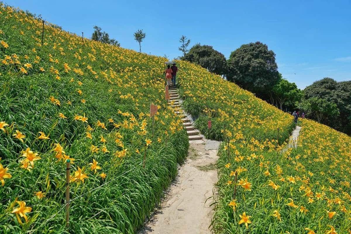 最美「金黃山坡」在這!3萬朵金針花海免費拍,順逛小農市集、5月底前快衝 最美「金黃山坡」在這!3萬朵金針花海免費拍,順逛小農市集、5月底前快衝