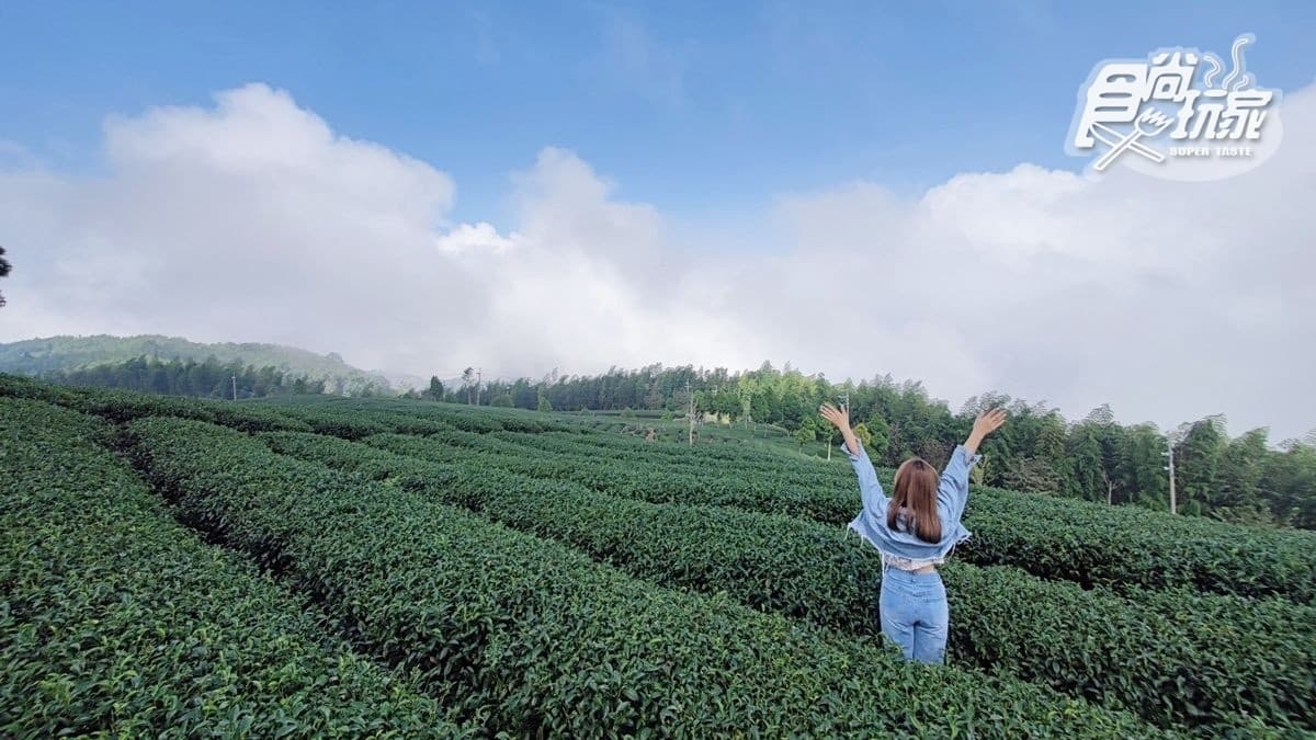 觀景台底下是一片青翠的茶園，一切實在美得太療癒，令人忘憂。