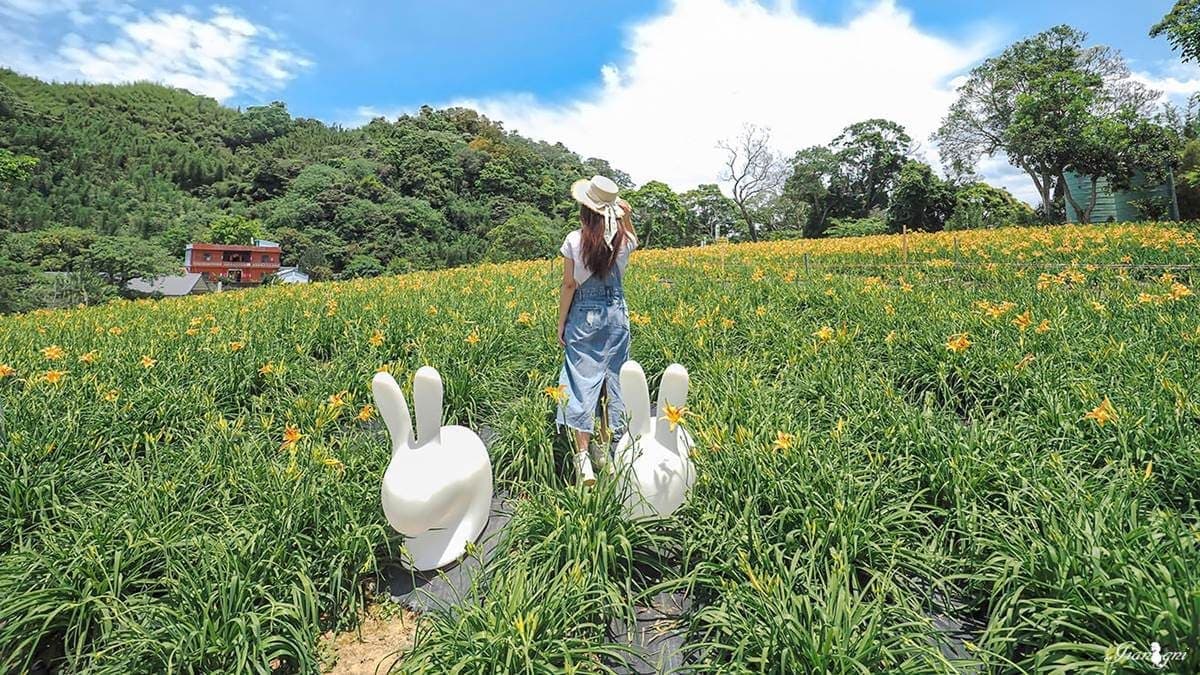 一望無際的金針花海很適合拍照留念。（圖片來源：蔣妮の冰斗人生）