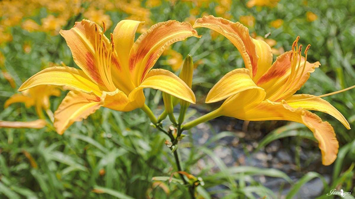 金針花又名忘憂花，象徵忘憂跟喜悅。（圖片來源：蔣妮の冰斗人生）