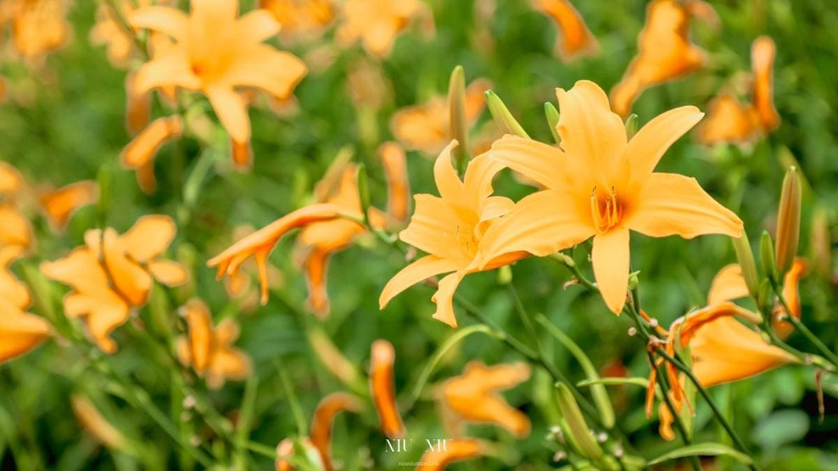 金針花的花梗高挺，粗壯不容易傾倒。（圖片來源：妞妞幸福花園）