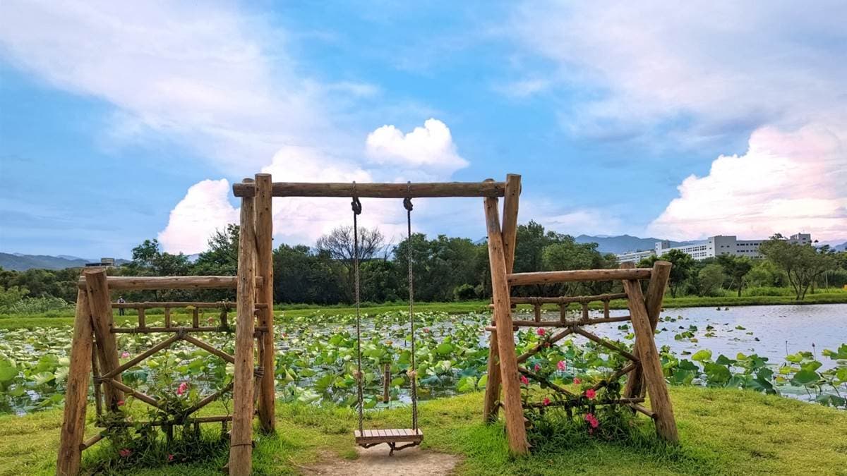 山佳荷花池中央還有漂流木製成的盪鞦韆，供遊客遊玩。（圖片來源：花洛米一起去玩耍）