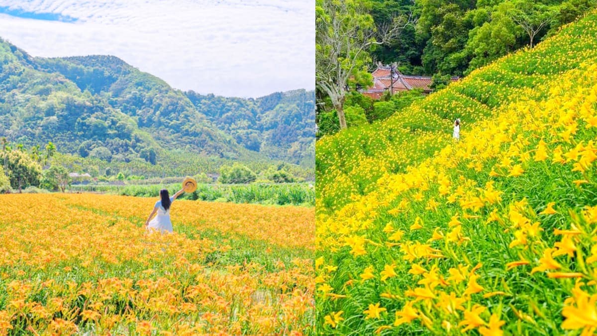 金黃花海攻占全台！５處金針花祕境：多達10萬株、北部最大、衝彰化免費拍爆