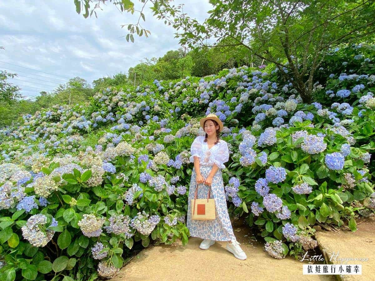 好拍到手痠！IG必追６大「繡球花夯點」：占地8000坪、萬株花海限時免費拍