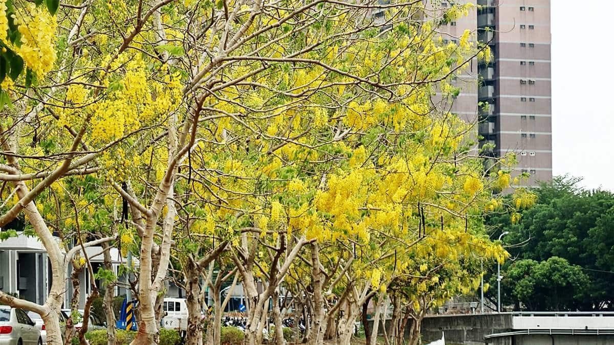 整個阿勃勒的區域約為500公尺，不會太長但也夠拍了。（圖片來源：阿捷的打飯班）