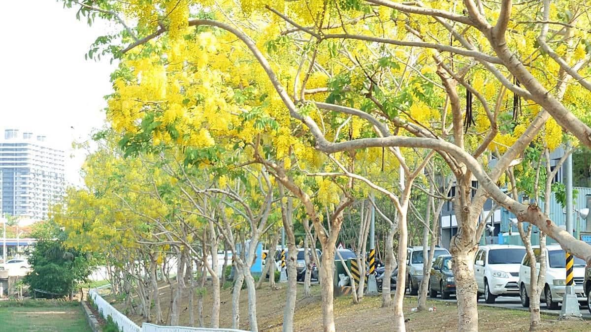 整排金黃色的阿勃勒拍起來非常漂亮。（圖片來源：阿捷的打飯班）