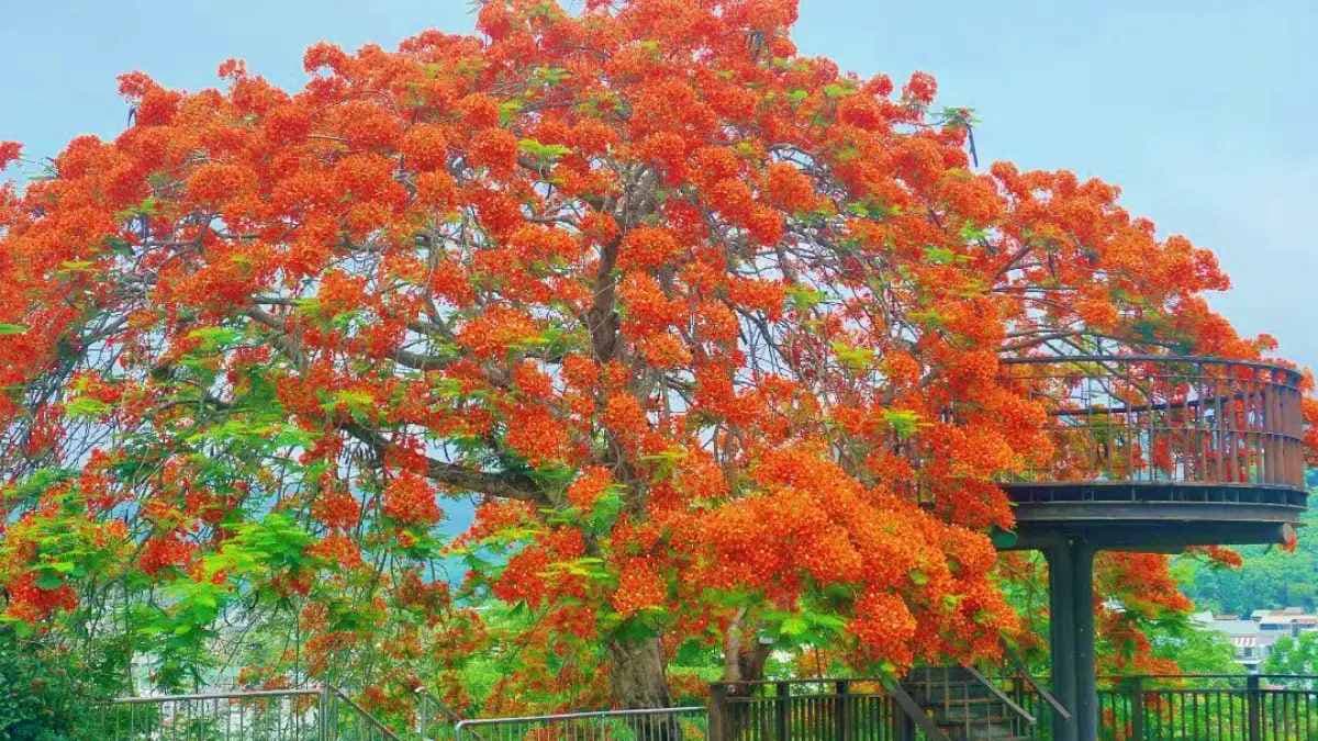 璀璨的紅花就像火焰，相當吸睛。（圖片來源：IG@bruce570318）