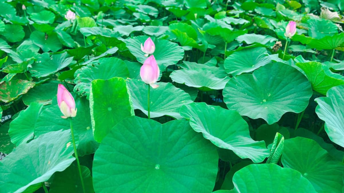 「荷花田」裡找到各種姿態及花期的荷花。（圖片來源：激怒李薇拉的開外掛育兒生活）