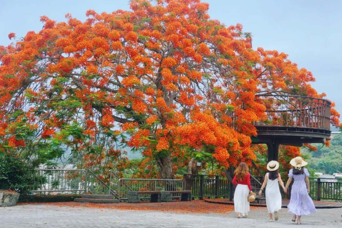 嘉義最美鳳凰花祕境!「爆炸花海+樹屋平台」刷爆IG,6月前快來免費拍爆 嘉義最美鳳凰花祕境!「爆炸花海+樹屋平台」刷爆IG,6月前快來免費拍爆