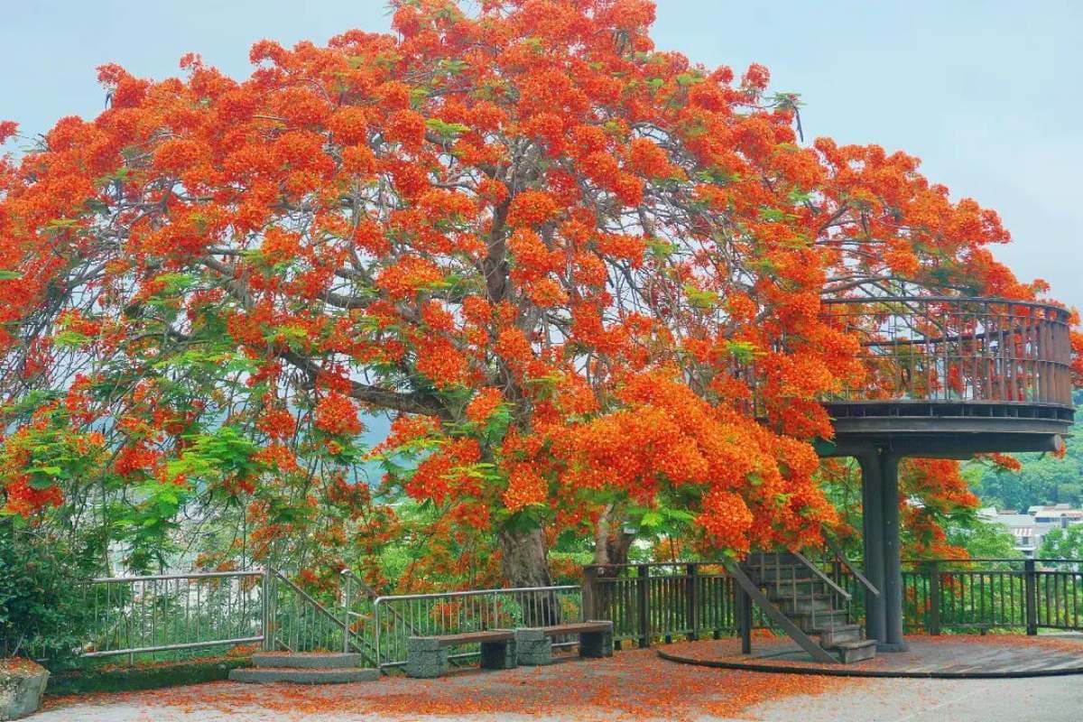 嘉義最美鳳凰花祕境!「爆炸花海+樹屋平台」刷爆IG,6月前快來免費拍爆 嘉義最美鳳凰花祕境!「爆炸花海+樹屋平台」刷爆IG,6月前快來免費拍爆