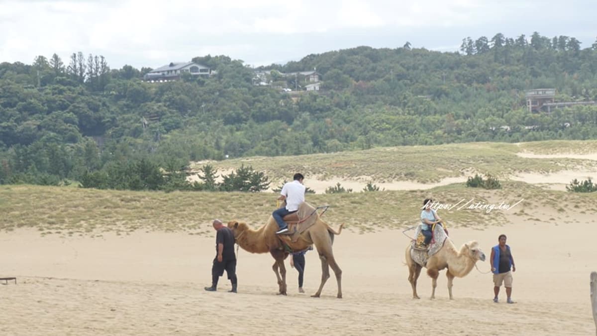 這裡還有騎乘駱駝的體驗，可以坐在駱駝駝峰上漫步鳥取砂丘。（圖片來源：婷玩味生活）