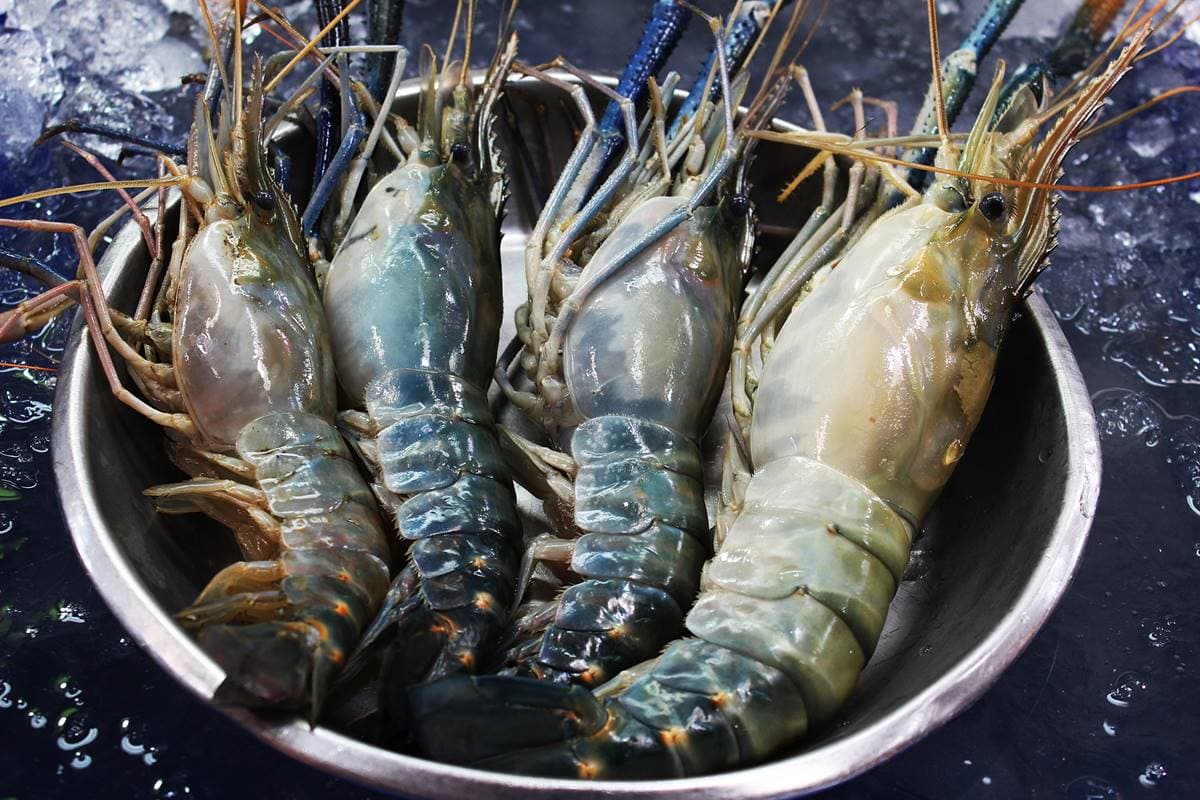 蝦頭到底能不能吃？料理達人曝真相：要避開「這個部位」千萬不要吃（中獎公布）