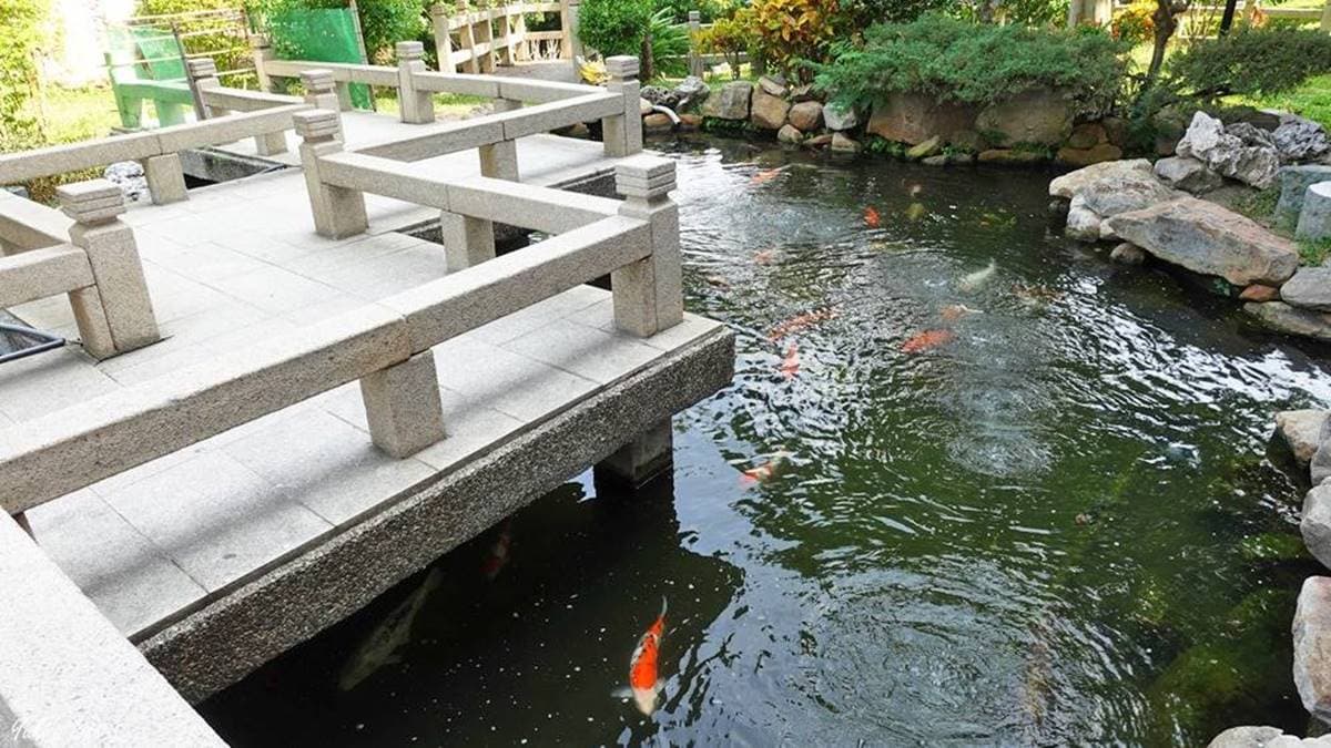 走到後面還有魚池可以餵魚。（圖片來源：YUKI'S LIFE）