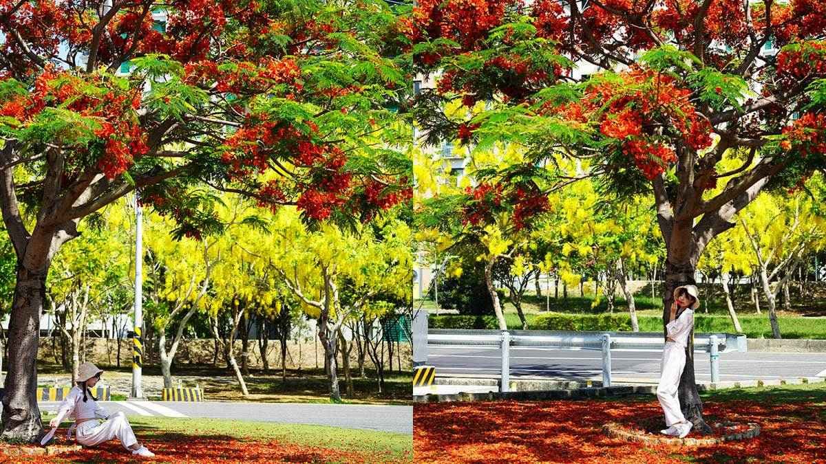 在地人都不見得知道！高雄賞花祕境「鳳凰木＋阿勃勒」滿開，３色花海洗版IG