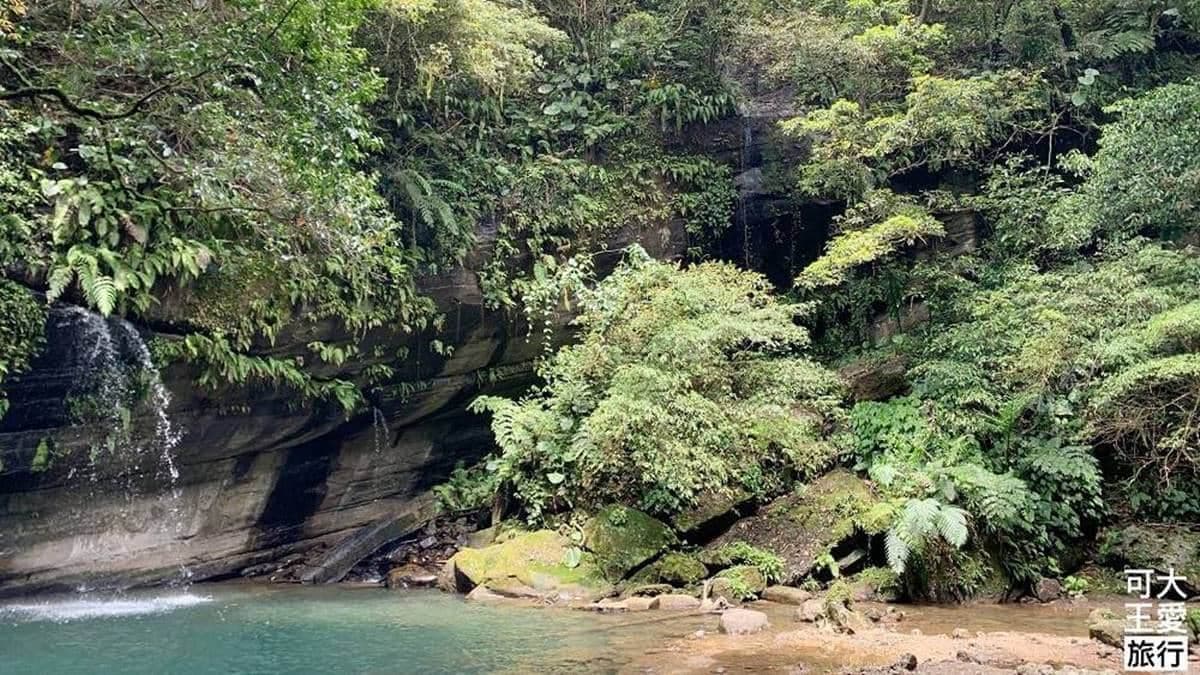 綠意搖晃樹影，有種熱帶雨林的感覺。（圖片來源：可大王愛旅行）
