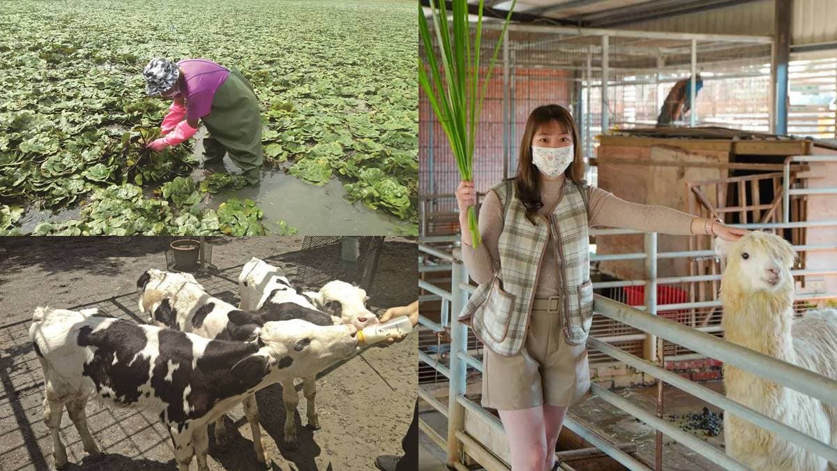 搭台灣好行玩台南！親子１日遊推薦：餵草泥馬、採菱角、散步「巴洛克老街」
