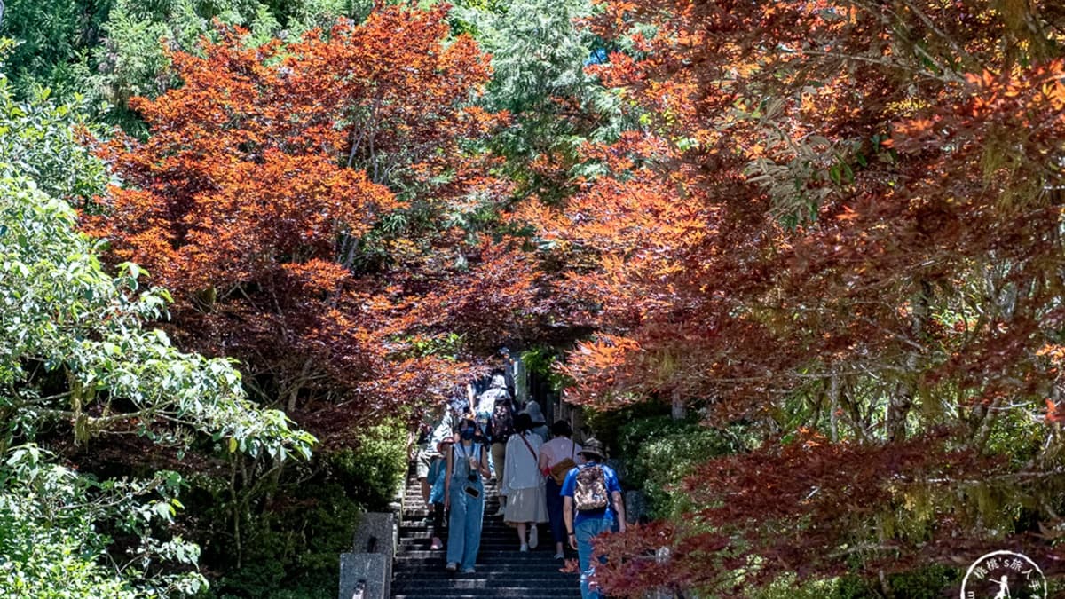 「紫葉槭楓紅階梯」位在太平山莊旁，階梯旁就是「紫葉槭」集中種植的地點。（圖片來源：桃桃’s旅人手札）