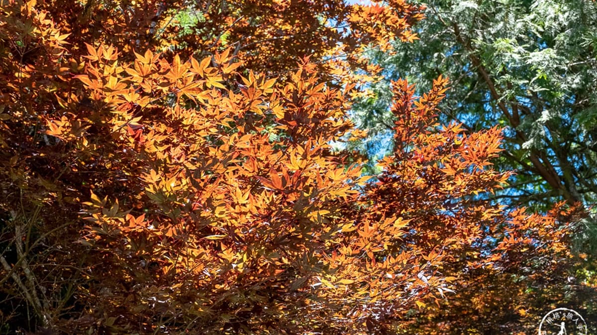 「紫葉槭」在７、８月的盛夏期間會達到楓紅的最大值。（圖片來源：桃桃’s旅人手札）