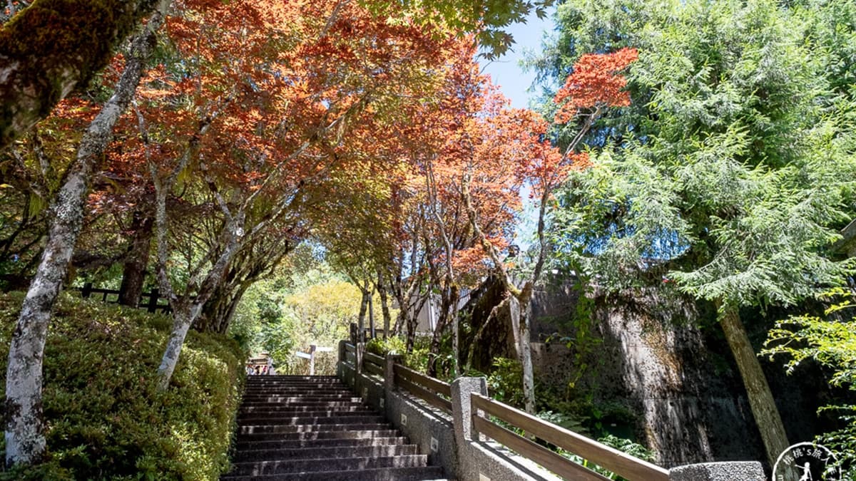 「紫葉槭」的觀賞時間從每年從４月一直到10月。（圖片來源：桃桃’s旅人手札）