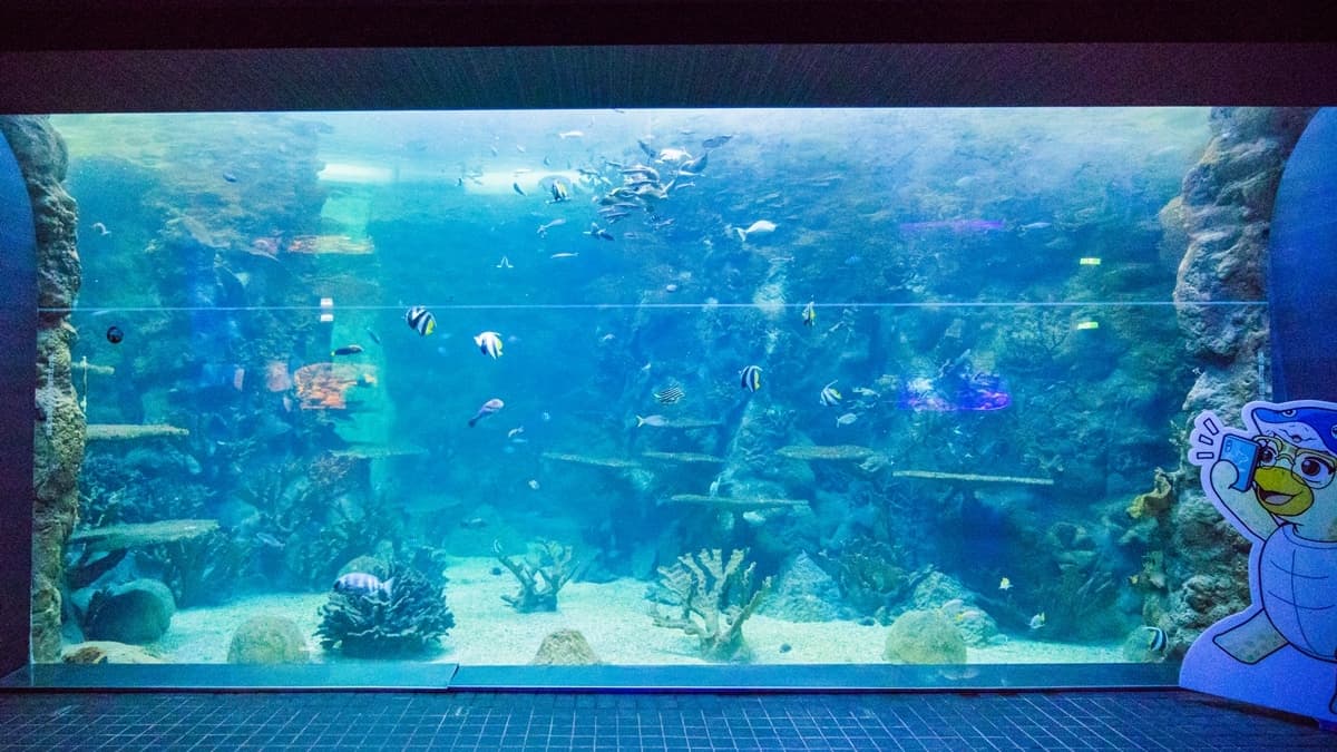 在「礁岩池」有好多繽紛珊瑚礁可以看，看著魚群游來游去感覺好療癒。（圖片來源：小佳的幻想世界）